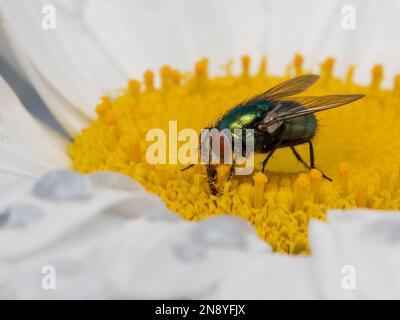 Farbenfrohe Blumenzwergfliege (Lucilia sericata), die sich von Pollen einer weißen und gelben Gänseblümchen ernährt Stockfoto