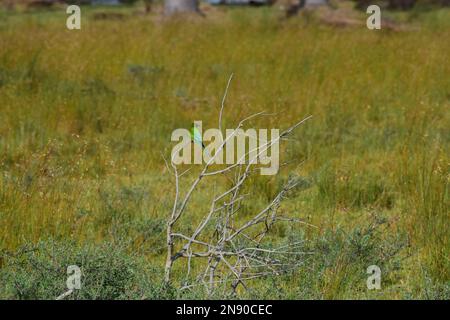 Vogelbeobachtung Stockfoto