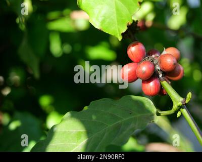 Reife rote Kaffeekirschbohnen auf einem Baum mit natürlichen grünen Blättern im Hintergrund, Pantation in Thailand Stockfoto