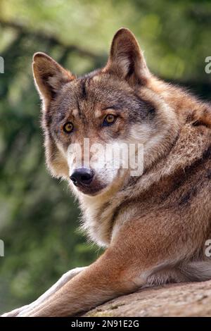 Grauer Wolf - Canis Lupus Stockfoto
