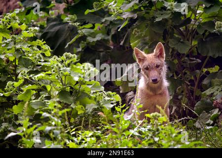 Grauer Wolf - Canis Lupus Stockfoto