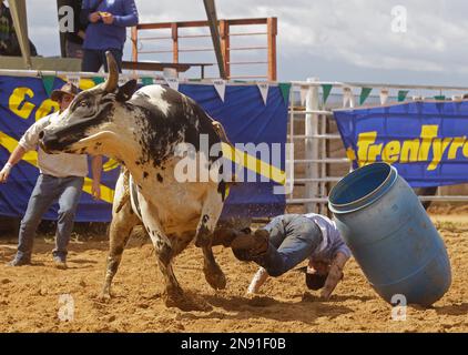 A South African rodeo cowboy is thrown from a bull in Malmesburyon the ...