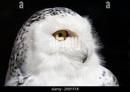 Schneeule (Weibchen) - Bubo scandiacus (Nyctea scandiaca) Stockfoto