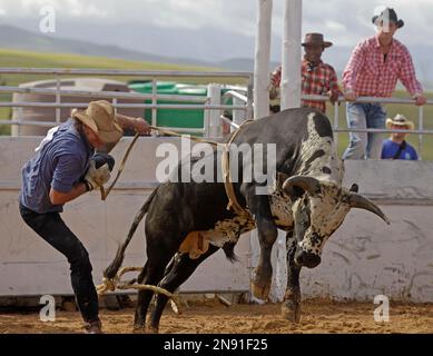 A South African rodeo cowboy is thrown from a bull in Malmesburyon the ...