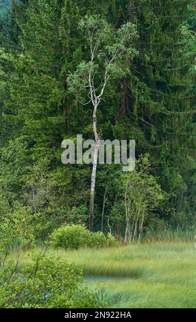 Klares Wasser eines kleinen Sees an einem regnerischen Tag im Naturschutzgebiet Zelenci, Slowenien Stockfoto