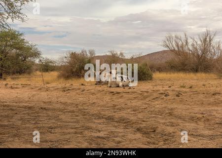 Afrikanisches Longhornvieh in einem Haltungsbereich auf einem Bauernhof in Namibia Stockfoto