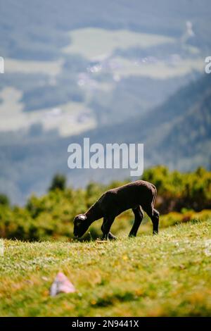 Süßes schwarzes Lamm, das an einem sonnigen Tag auf dem grünen Gras auf einer Bergwiese grast Stockfoto