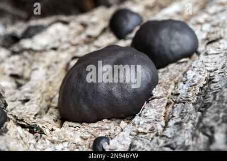 King Alfred’s Cakes Pilze, auch bekannt als Cramp Balls, (Daldinia concentrica), wachsen auf einem alten Aschebaum, Lake District, Cumbria, Vereinigtes Königreich Stockfoto