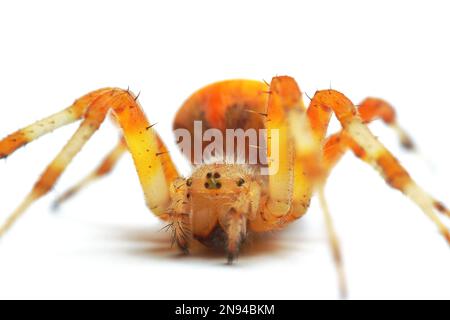 Spider Araneus Marmoreus auf weißem Hintergrund. Stockfoto