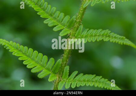 Dryopteris carthusiana ist eine Art krautiger Pflanzen der Familie der Dryopteridaceae, die in gemäßigten Regionen Eurasiens und Nordamerika häufig vorkommt. Medi Stockfoto