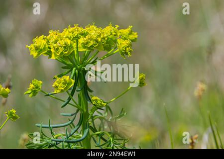 Zypressenspurz - Euphorbia cyparissias Spring blühendes Kraut. Stockfoto