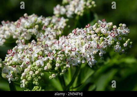 In der Wildnis blüht der krautige Sambucus ebulus im Sommer. Stockfoto