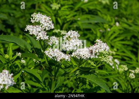 In der Wildnis blüht der krautige Sambucus ebulus im Sommer. Stockfoto