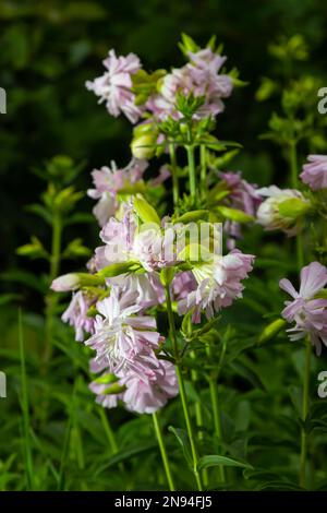 Saponaria officinalis weiße Blumen im Sommergarten. Gewöhnliches Seifenkraut, Hüpfwette, Krähenseife, wilde, süße William-Pflanze. Stockfoto