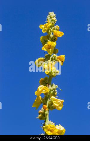 Verbascum speciosum Yellow Widflowers Bienen Bestäubung. Sommertag. Stockfoto