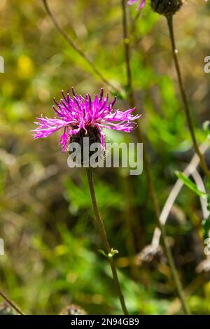 Centaurea scabiosa subsp. Apiculata, Centaurea apiculata, Asteraceae. Wilde Pflanze im Sommer. Stockfoto