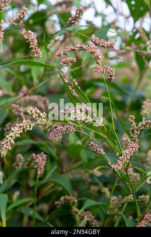 Persicaria longiseta ist eine Art Blütenpflanze in der Knotweed-Familie, bekannt unter den gebräuchlichen Namen Oriental Lady's Thumb, Bristly Lady's Thumb, Asi Stockfoto