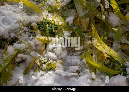 Schneebedeckte verwelkte Blätter auf dem Boden im frühen Winter. Stockfoto