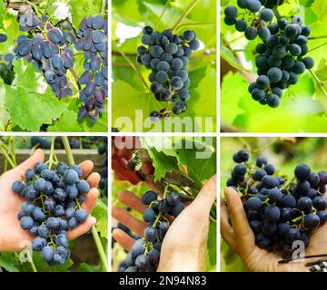 Collage aus Trauben und Weinbergen. Obsternte. Sammlung von Traubenansammlungen, die an der Rebe wachsen Stockfoto