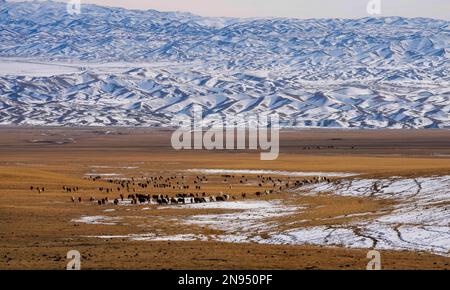 (230212) -- URUMQI, 12. Februar 2023 (Xinhua) -- Viehfutter auf einer Winterweide im Gebiet des Barlik-Gebirges im Bezirk Yumin, Nordwesten Chinas autonome Region Xinjiang Uygur, am 4. November 2022. (Foto: Chen Shuangxi/Xinhua) Stockfoto