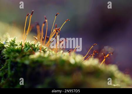 Makroaufnahme von Moos. Natürlicher, farbenfroher Hintergrund im Wald mit einem wunderschönen Detail einer kleinen Pflanze. Stockfoto