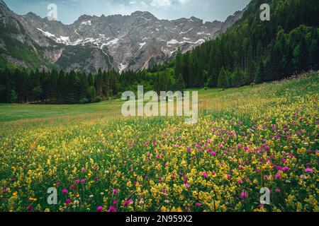 Wunderschöne farbenfrohe Wildblumen auf der Blumenwiese. Grüner Kiefernwald und schneebedeckte Berge im Hintergrund, Jezersko-Tal, Kamnik-Savinja-Alpen, Slove Stockfoto