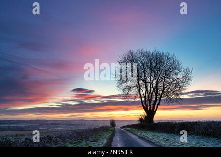 Silhouette des Winterbaums bei Sonnenaufgang in der Nähe von Chadlington, Cotswolds, Oxfordshire. England Stockfoto