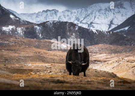 Wild Yak, Bos mutus, große, im Himalaya einheimische Bovid, Winter Bergkodition, Tso-Kar See, Ladakh, Indien. Stockfoto