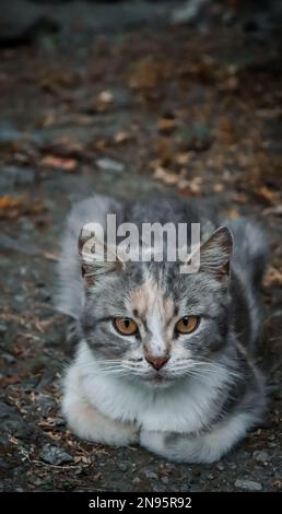 Eine Großaufnahme einer grauen Katze, die draußen auf dem Boden sitzt, bedeckt mit heruntergefallenen Blättern Stockfoto