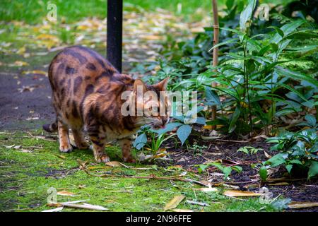 Die bengalische Katze mit ausgestreckter Zunge schleicht sich in den grünen Garten und sucht nach Nahrung Stockfoto