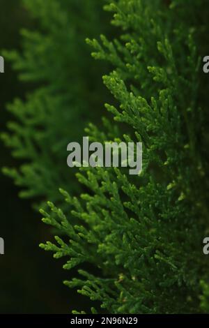 Dieses fesselnde Foto erfasst die komplexen Details der Struktur eines Blatts und sorgt so für einen atemberaubenden und einzigartigen abstrakten Hintergrund. Stockfoto