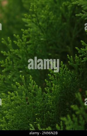 Dieses fesselnde Foto erfasst die komplexen Details der Struktur eines Blatts und sorgt so für einen atemberaubenden und einzigartigen abstrakten Hintergrund. Stockfoto