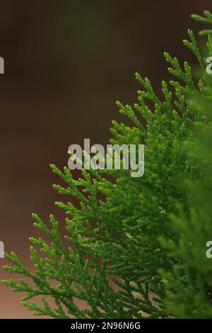 Dieses fesselnde Foto erfasst die komplexen Details der Struktur eines Blatts und sorgt so für einen atemberaubenden und einzigartigen abstrakten Hintergrund. Stockfoto