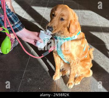 Montecito, Kalifornien, USA. 11. Februar 2023. Maple the Golden Retriever erhält am 11. Februar 2023 ihr Starbucks Getränk mit Schlagsahne bei Starbucks an der Coast Village Road, in der noblen Stadt Montecito '', in der Könige wie Prinz Harry und Prinzessin Megan sowie Hollywood Queens Oprah und Ellen Degeneres leben. In dieser exklusiven Strandstadt werden sogar Hunde wie Könige behandelt. (Kreditbild: © Amy Katz/ZUMA Press Wire) NUR REDAKTIONELLE VERWENDUNG! Nicht für den kommerziellen GEBRAUCH! Kredit: ZUMA Press, Inc./Alamy Live News Stockfoto