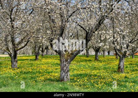 Blühende Kirschbäume am Dreikirschenweg, nahe Moesbach, Ortenaukreis, Schwarzwald, Baden-Württemberg, Deutschland Stockfoto