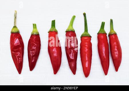 Rote Hot Chili Peppers auf hellem Holzhintergrund. Platz für Text kopieren. Hässliche Rote Chili-Pfeffer. Komisches, unnormales Gemüsekonzept. Flach liegend, oben vi Stockfoto