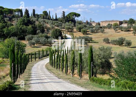 Cypress Avenue in der Nähe des Palazzo Massaini, in der Nähe von Pienza, Val d'Orcia, Orcia-Tal, Toskana, Italien Stockfoto