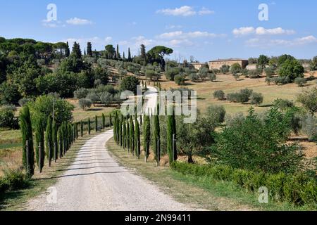 Cypress Avenue in der Nähe des Palazzo Massaini, in der Nähe von Pienza, Val d'Orcia, Orcia-Tal, Toskana, Italien Stockfoto