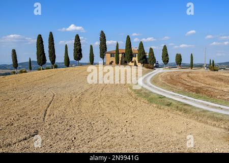 Zypressen vor einem Landhaus, in der Nähe von Pienza, Val d'Orcia, Orcia-Tal, Toskana, Italien Stockfoto