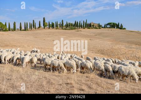 Schafhirte auf einem Anwesen in der Nähe von San Quirico d'Orcia, Val d'Orcia, Orcia-Tal, Toskana, Italien Stockfoto