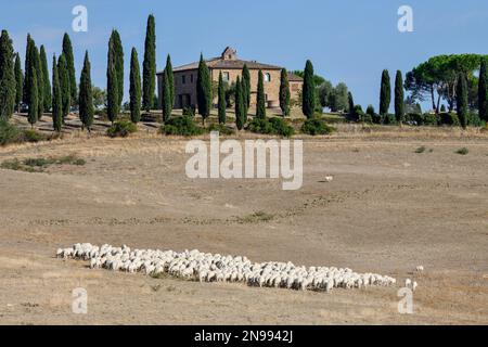 Schafhirte auf einem Anwesen in der Nähe von San Quirico d'Orcia, Val d'Orcia, Orcia-Tal, Toskana, Italien Stockfoto