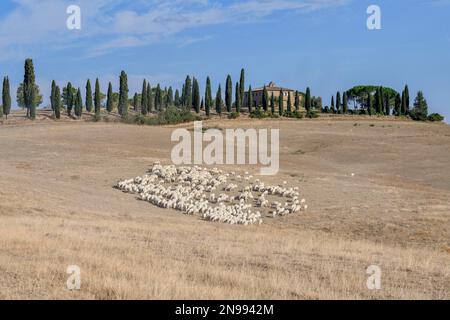 Schafhirte auf einem Anwesen in der Nähe von San Quirico d'Orcia, Val d'Orcia, Orcia-Tal, Toskana, Italien Stockfoto