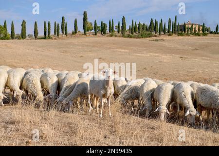 Schafhirte auf einem Anwesen in der Nähe von San Quirico d'Orcia, Val d'Orcia, Orcia-Tal, Toskana, Italien Stockfoto