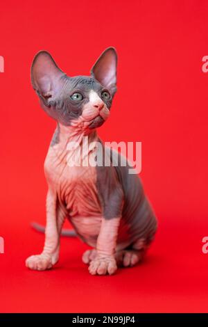 Porträt einer 7 Wochen alten blau-weißen kanadischen Sphynx-Katze auf rotem Hintergrund. Männliche Katze, die fragwürdig aufblickt. Vorderansicht. Studioaufnahme. Stockfoto