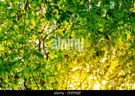 goldene Sonnenstrahlen, die durch saftig frische grüne Blätter leuchten Im Baum Stockfoto