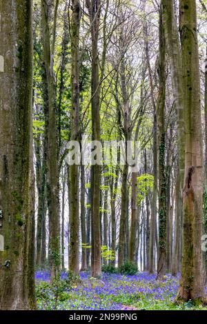 Blick auf die Bluebells, die in Wepham Wood entstehen Stockfoto