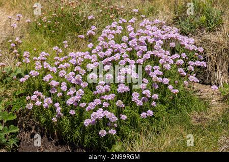 Sea Pinks (Armeria) blüht im Frühling bei St. Ives in Cornwall Stockfoto