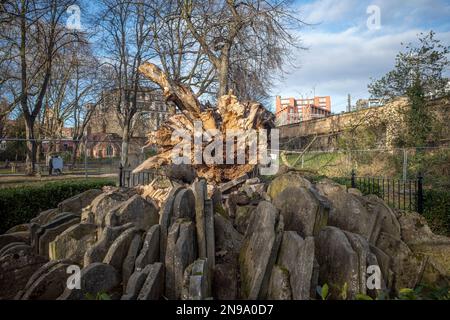 Februar 2023, St Pancras Gardens, London, die Überreste des „Hardy Tree“, eines Londoner Wahrzeichens, warten nach dem Zusammenbruch im Jahr 2022 noch immer auf den Abbau Stockfoto