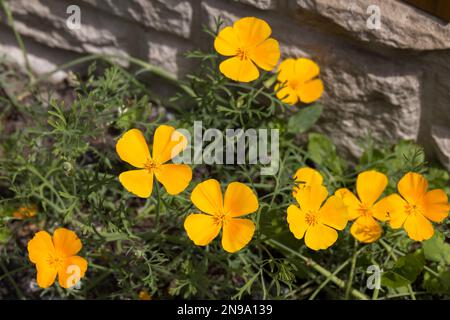 Kalifornischer Mohn Eschscholzia californica Blwering in Froncysyllte, Wrexham, Wales, Vereinigtes Königreich Stockfoto