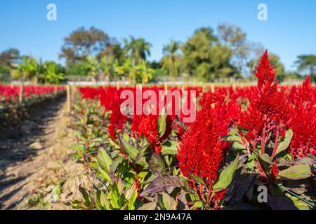 Selektivfokus roter Kammblumen in einem Garten mit Morgenlicht. Stockfoto